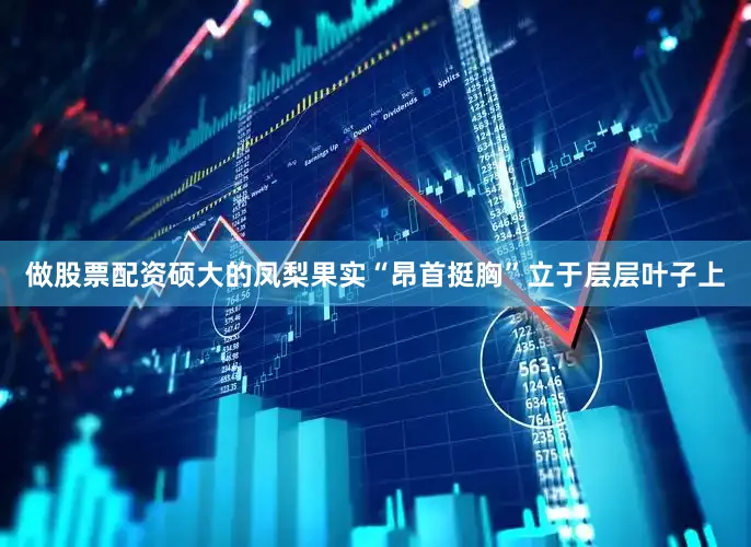做股票配资硕大的凤梨果实“昂首挺胸”立于层层叶子上